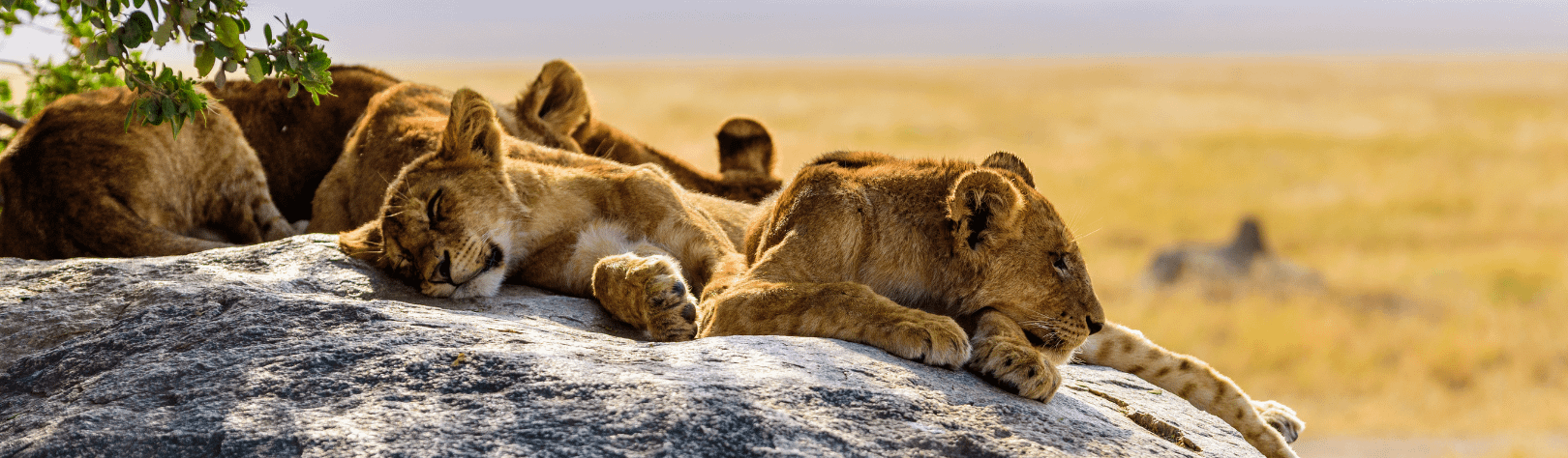  Safaris